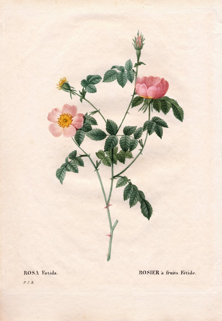Fetide ovocná růže. Ručně kolorovaná tečkovaná mědirytina z díla Pierra Josepha Redouta „“Les Roses,” Paris od Pierre Joseph Redouté