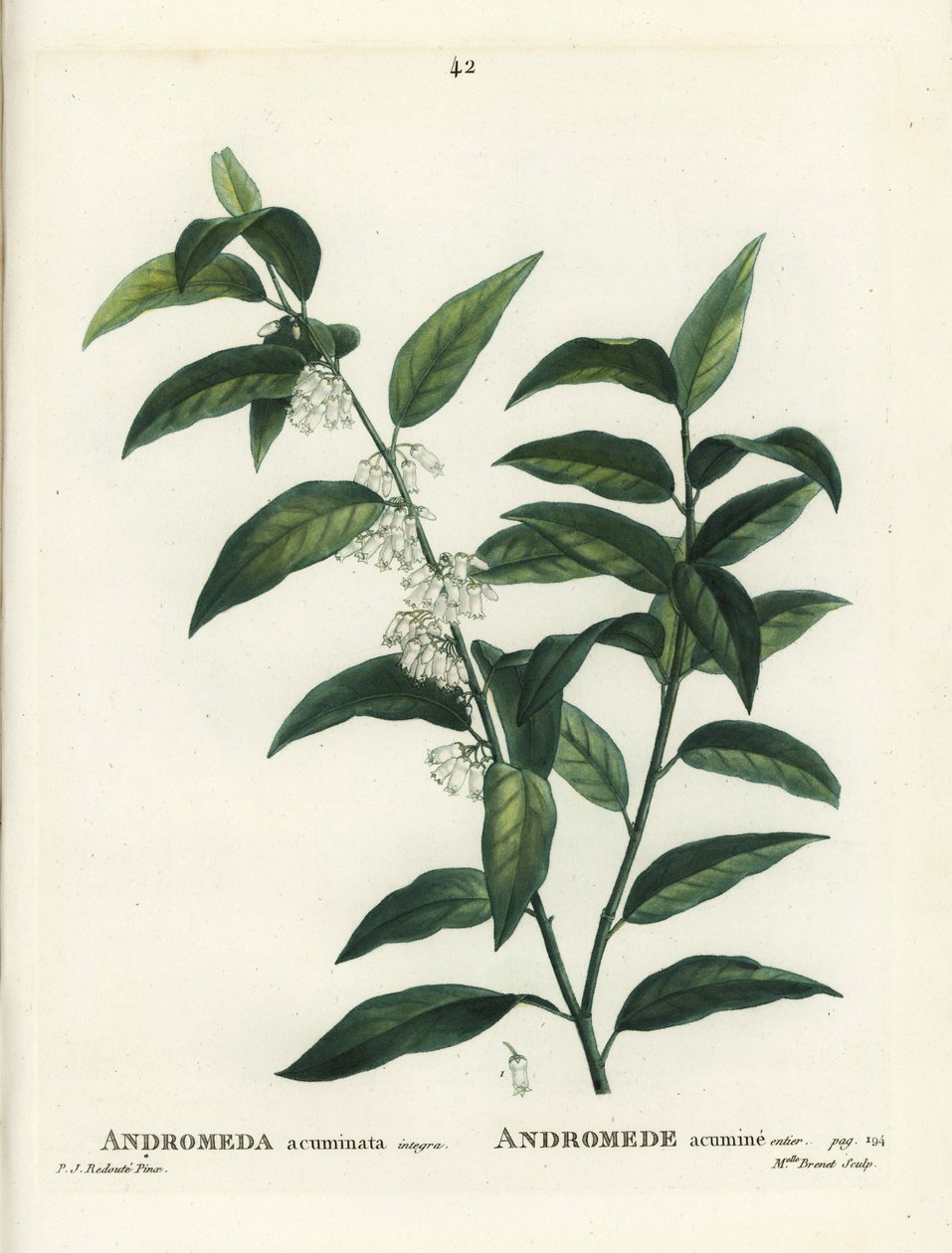 Fetterbush, Andromeda acuminata. Ručně kolorovaná tečkovaná rytina slečny Brenetové podle ilustrace Pierra-Josepha Redoutea z Treat des Arbres et Shrustes, Paříž Henriho Louise Duhamela du Moncel od Pierre Joseph Redouté