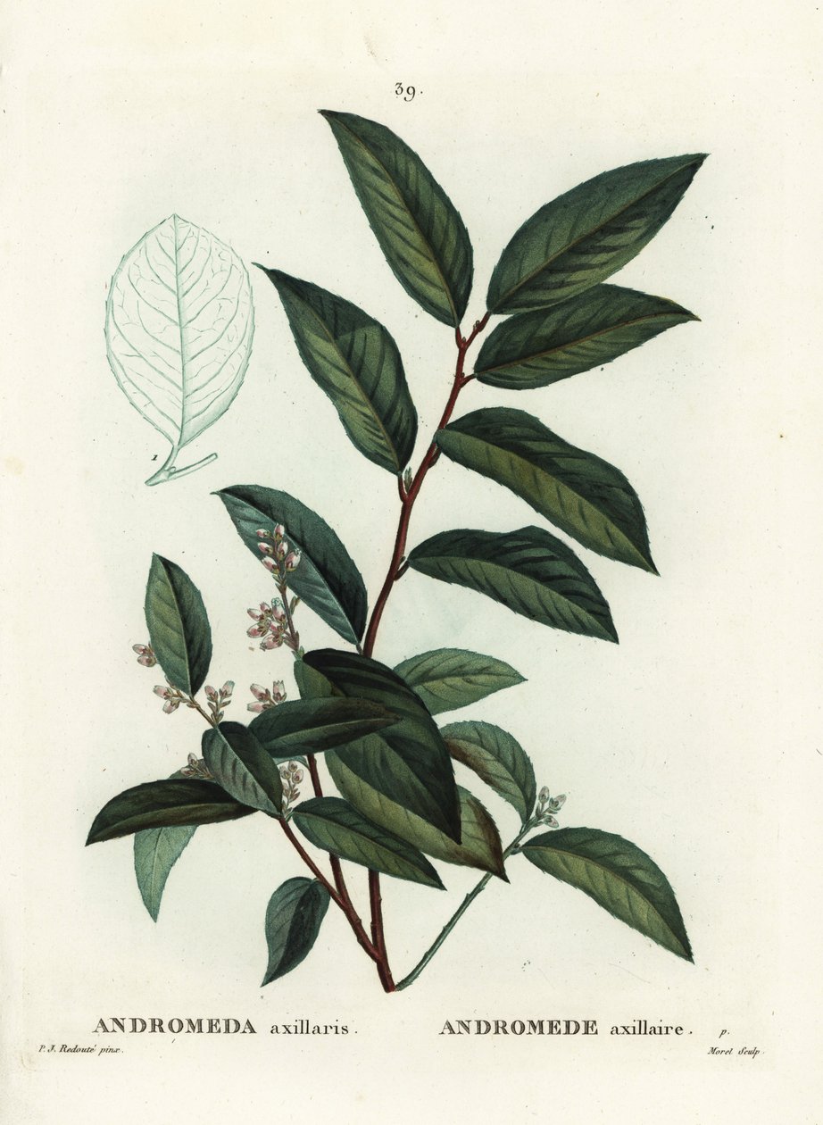 Fetterbush, Andromeda axillaris. Ručně kolorovaná tečkovaná rytina od Moreta podle ilustrace Pierre-Joseph Redoute z Treat des Arbres et Shrustes, Paříž Henriho Louise Duhamela du Moncel od Pierre Joseph Redouté