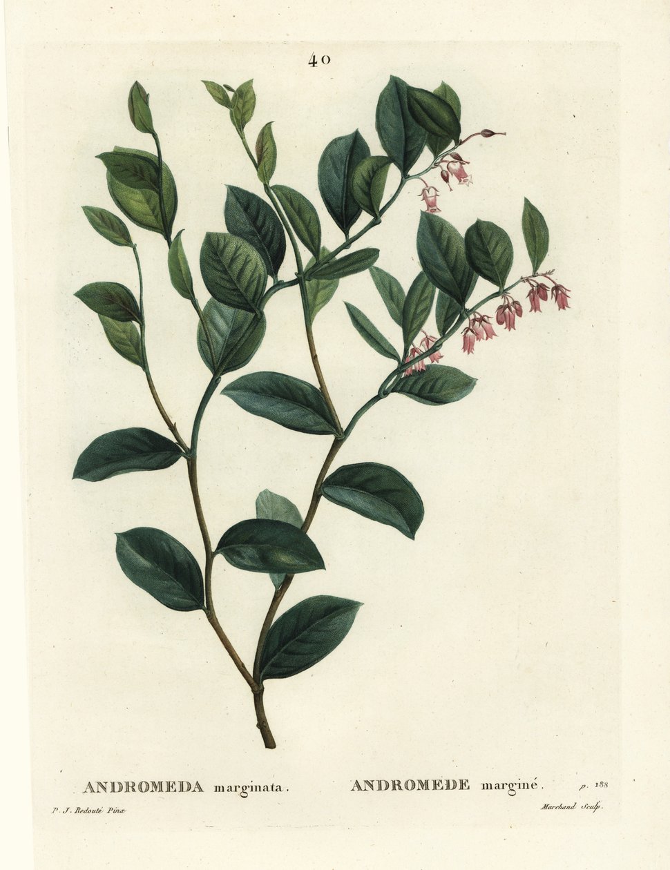 Fetterbush, Andromeda marginata. Ručně kolorovaná tečkovaná rytina od J. Marchanda podle ilustrace Pierre-Joseph Redoute z Treat des Arbres et Shrustes, Paříž Henriho Louise Duhamela du Moncel od Pierre Joseph Redouté
