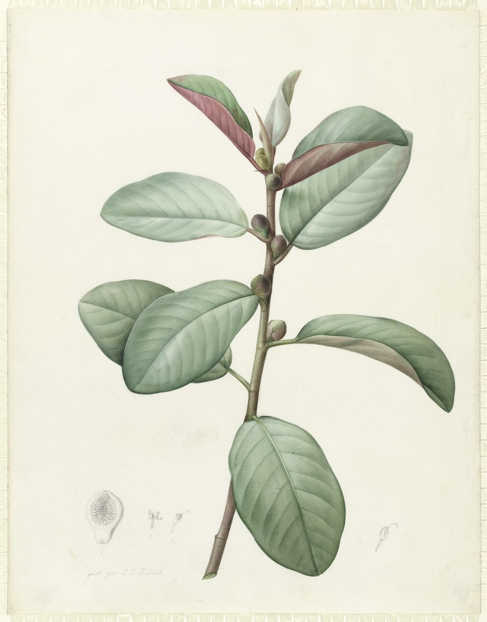 Ficus Rubiginosa (wc a tělová barva přes grafit na pergamenu) od Pierre Joseph Redouté