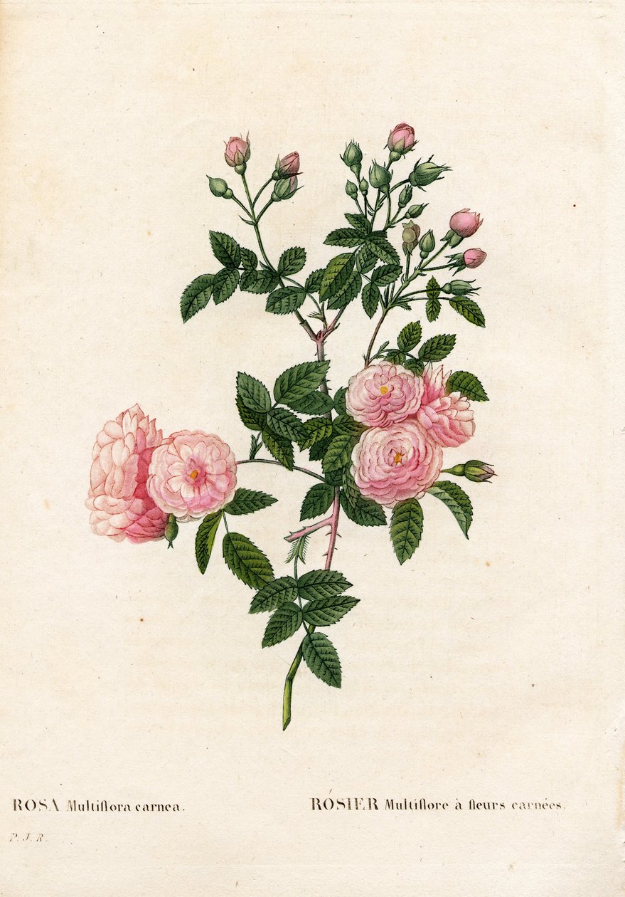 Masově růžová růžová multiflora, Rosa multiflora var. carnea, Rosier Multiflora s květy carnea. Ručně kolorovaná tečkovaná mědirytina z díla Pierra Josepha Redouta „“Les Roses,” Paris od Pierre Joseph Redouté