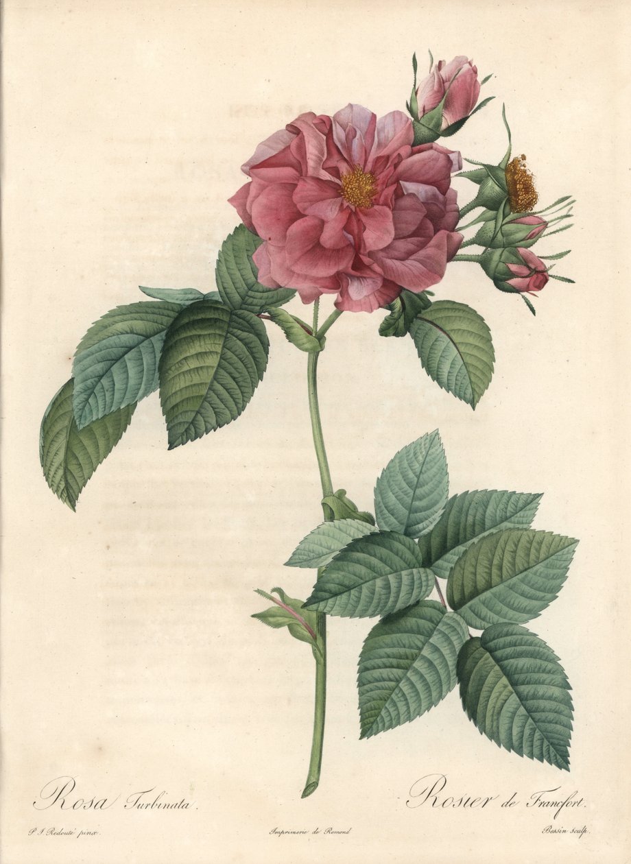 Frankfurt Rosier - Eau forte de Bessin, podle ilustrace Pierra Josepha Redouta (1759-1840), z Les Roses od Pierre Joseph Redouté