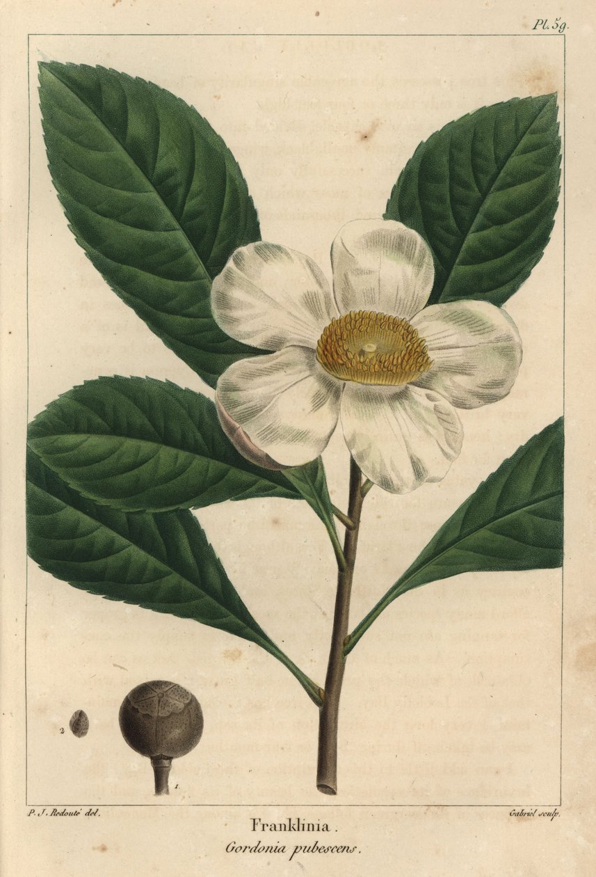 Franklinia strom, Gordonia pubescens (rytina) od Pierre Joseph Redouté