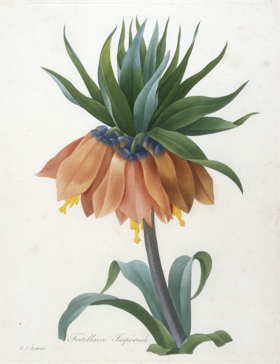 Fritillaire Imperiale, z výběru nejkrásnějších květin a nejkrásnějších plodů, 1827 od Pierre Joseph Redouté