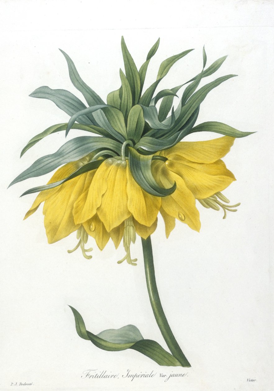 Fritillary, Imperiale žlutá odrůda, z Choice Of The Most Beautiful Flowers and Most Beautiful Fruits, 1827 (ručně kolorovaná tečkovaná rytina) od Pierre Joseph Redouté