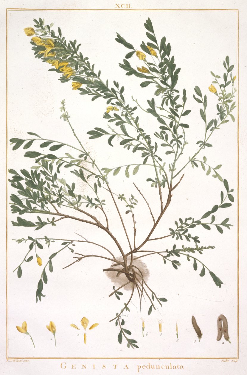 Genista pedunculata, z Stripes Nova nebo méně známé, 1784 (ručně kolorovaná rytina) od Pierre Joseph Redouté