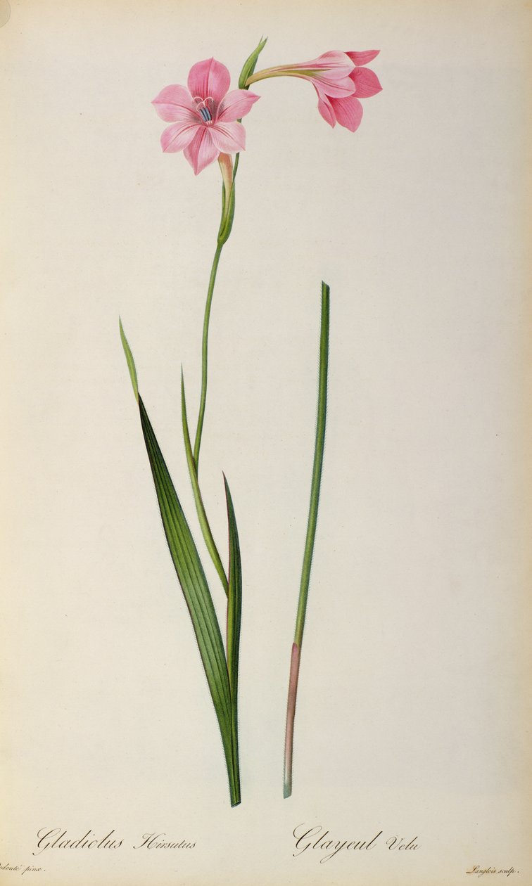 Gladiolus Hirsulus, z „Les Liliacees“, 1805 od Pierre Joseph Redouté