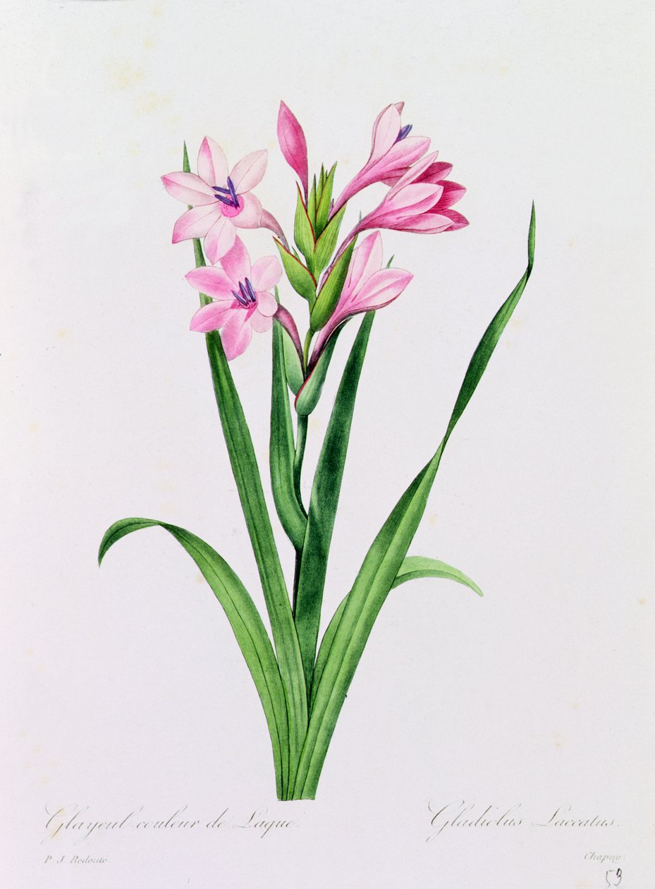 Glayeul Color of Lacquer (barevné gravírování) od Pierre Joseph Redouté