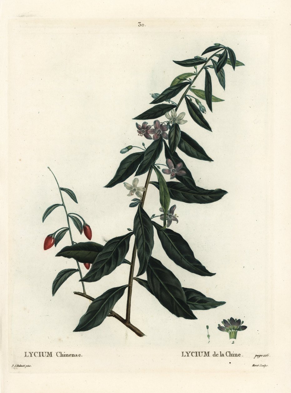 Goji berry nebo čínský Boxthorn, Lycium chinense. Ručně kolorovaná tečkovaná rytina od Moreta podle ilustrace Pierre-Joseph Redoute z Treat des Arbres et Shrustes, Paříž Henriho Louise Duhamela du Moncel od Pierre Joseph Redouté