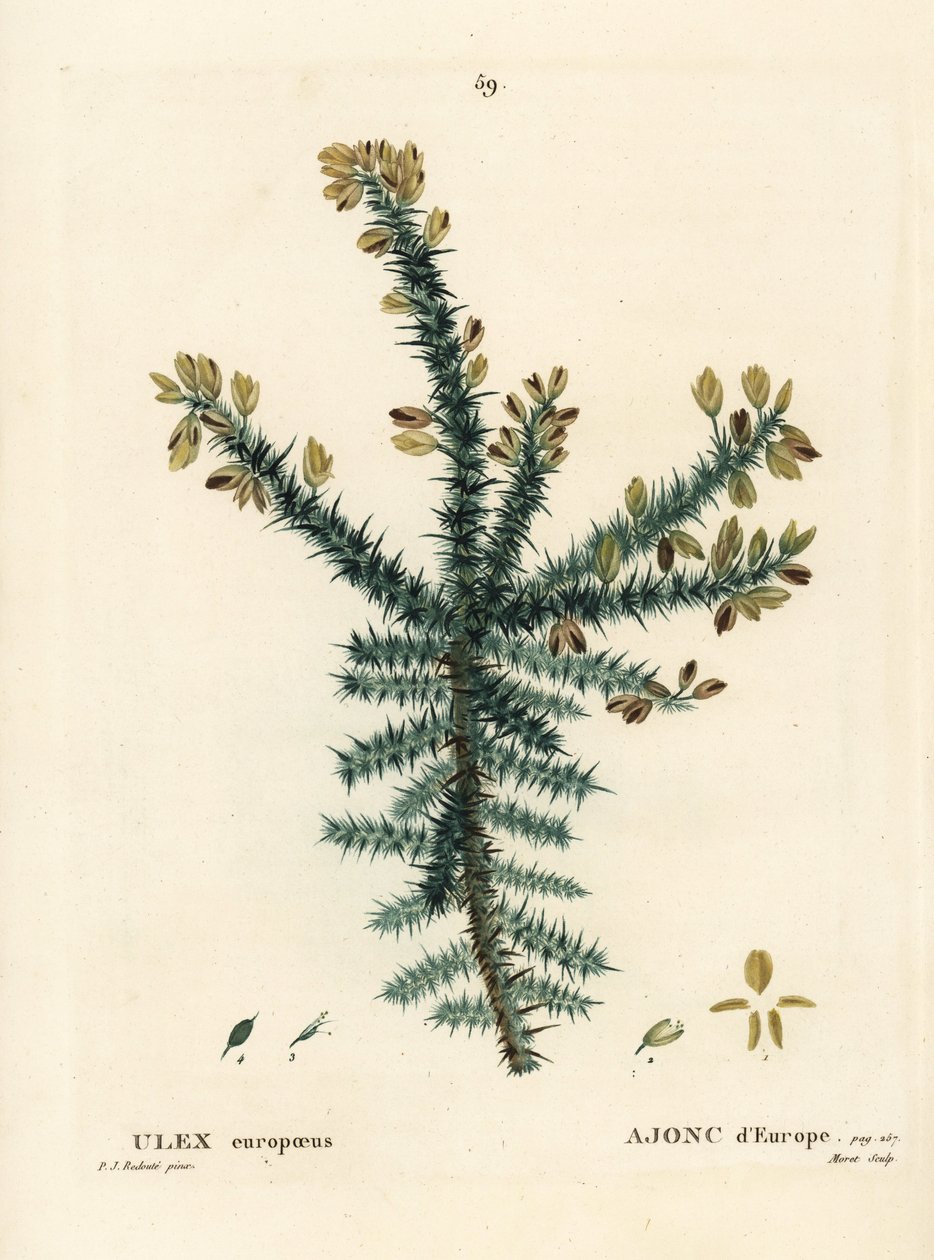 Gorse, furze nebo fňuk, Ulex europaeus. Ručně kolorovaná tečkovaná rytina od Moreta podle ilustrace Pierra-Josepha Redoutea z Treat of Trees et Shrustes, Paříž Henriho Louise Duhamela du Moncel od Pierre Joseph Redouté