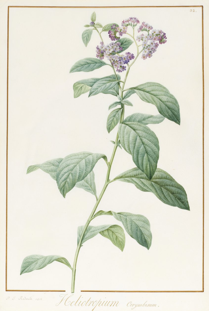 Heliotropium Corymbosurn, 1812 (wc a tělová barva přes grafit na pergamenu) od Pierre Joseph Redouté
