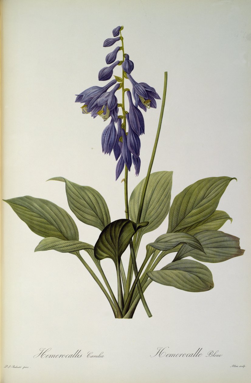 Hemerocallis Caerulea, z „Les Liliacees“, 1806 od Pierre Joseph Redouté