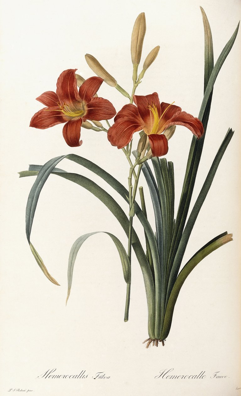 Hemerocallis Fulva - Hemerocalle Fauve od Pierre Joseph Redouté