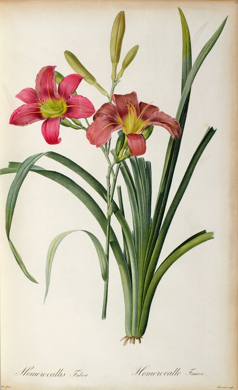 Hemerocallis fulva, z „Les Liliacees“, 1805 od Pierre Joseph Redouté