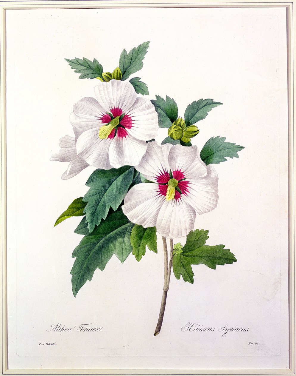 Hibiscus syriacus, vyrytý Bessinem, z „Výběr nejkrásnějších květin“, 1827 od Pierre Joseph Redouté