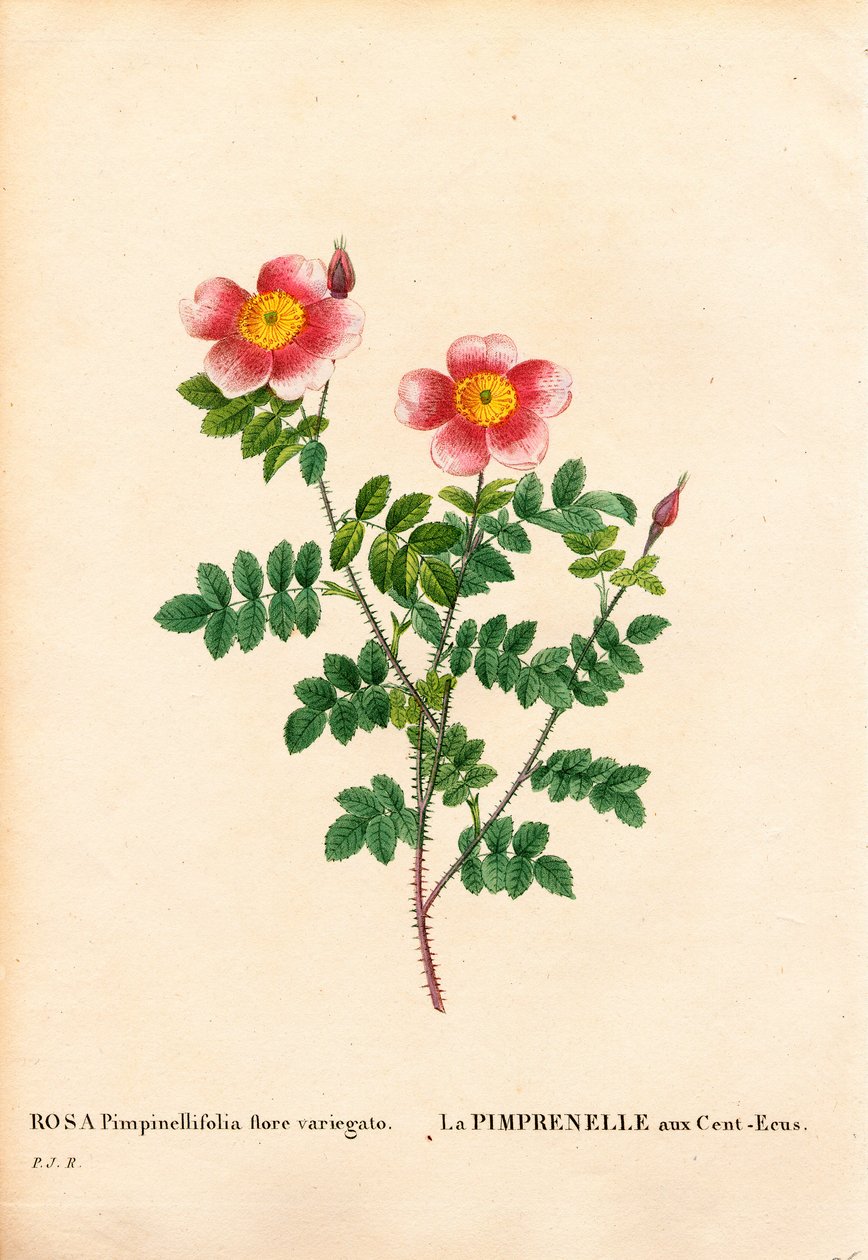 Stokorunová růže Burnet, odrůda Rosa pimpinellifolia, La Pimprenelle aux Cent-Ecus. Ručně kolorovaná tečkovaná mědirytina z díla Pierra Josepha Redouta „“Les Roses,” Paris od Pierre Joseph Redouté