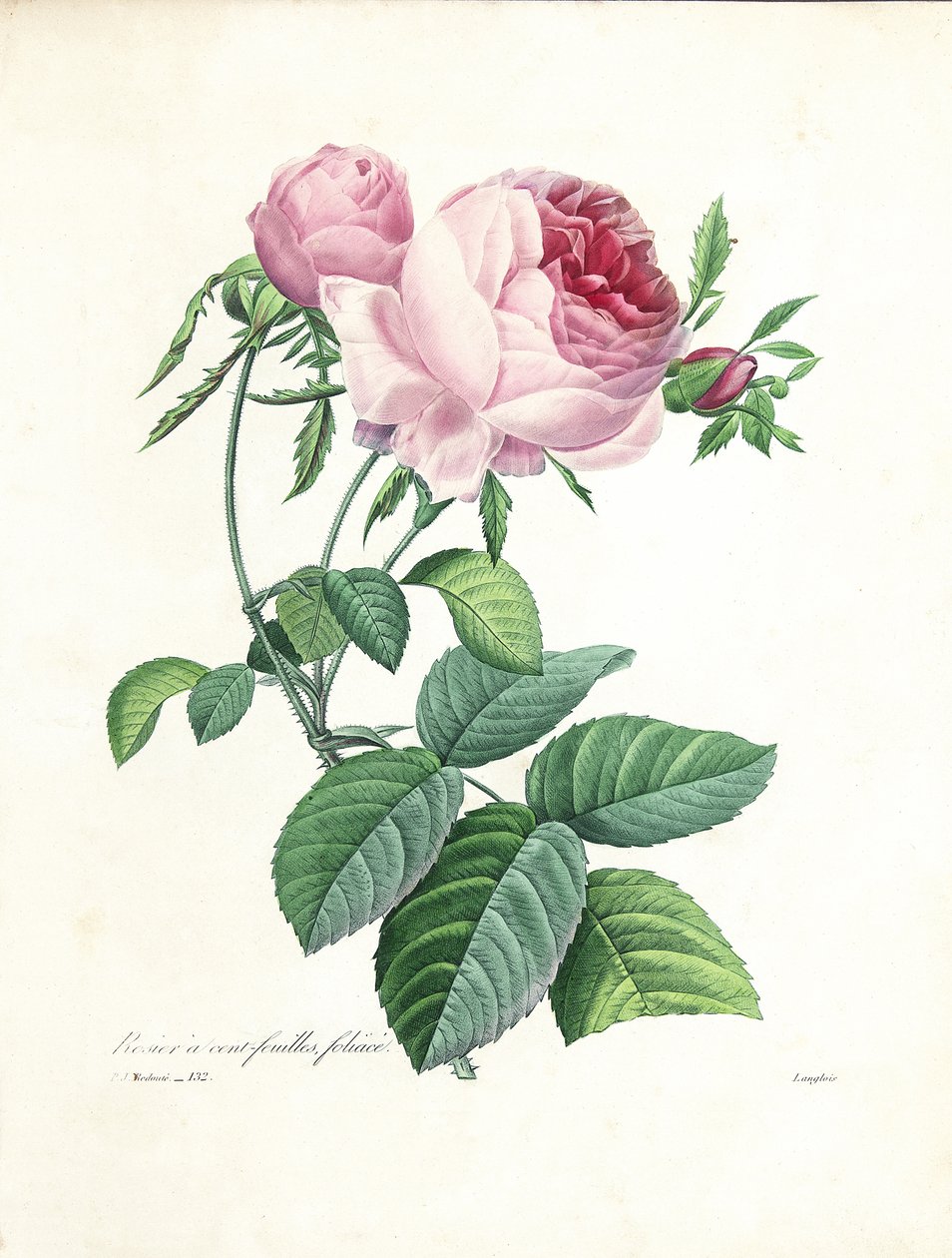 Růže stoklasá, rytina Langlois, z knihy "Choix des Plus Belles Fleurs et des Plus Beaux Fruits", díl I, 1827-33 od Pierre Joseph Redouté