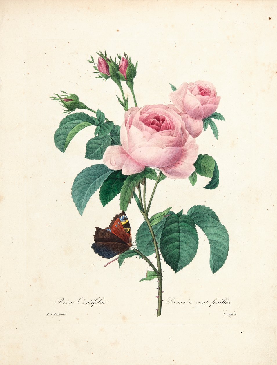 Stolistá růže, vyryla Langlois, z Choice of the Most Beautiful Flowers and Most Beautiful Fruits, sv. I, 1827-33 od Pierre Joseph Redouté