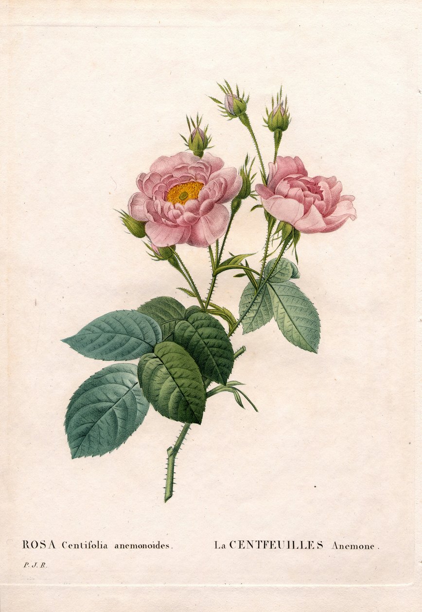 Stolistá růže Anemone, odrůda Rosa centifolia, La Centfeuilles Anemone. Ručně kolorovaná tečkovaná mědirytina z díla Pierra Josepha Redouta „“Les Roses,” Paris od Pierre Joseph Redouté