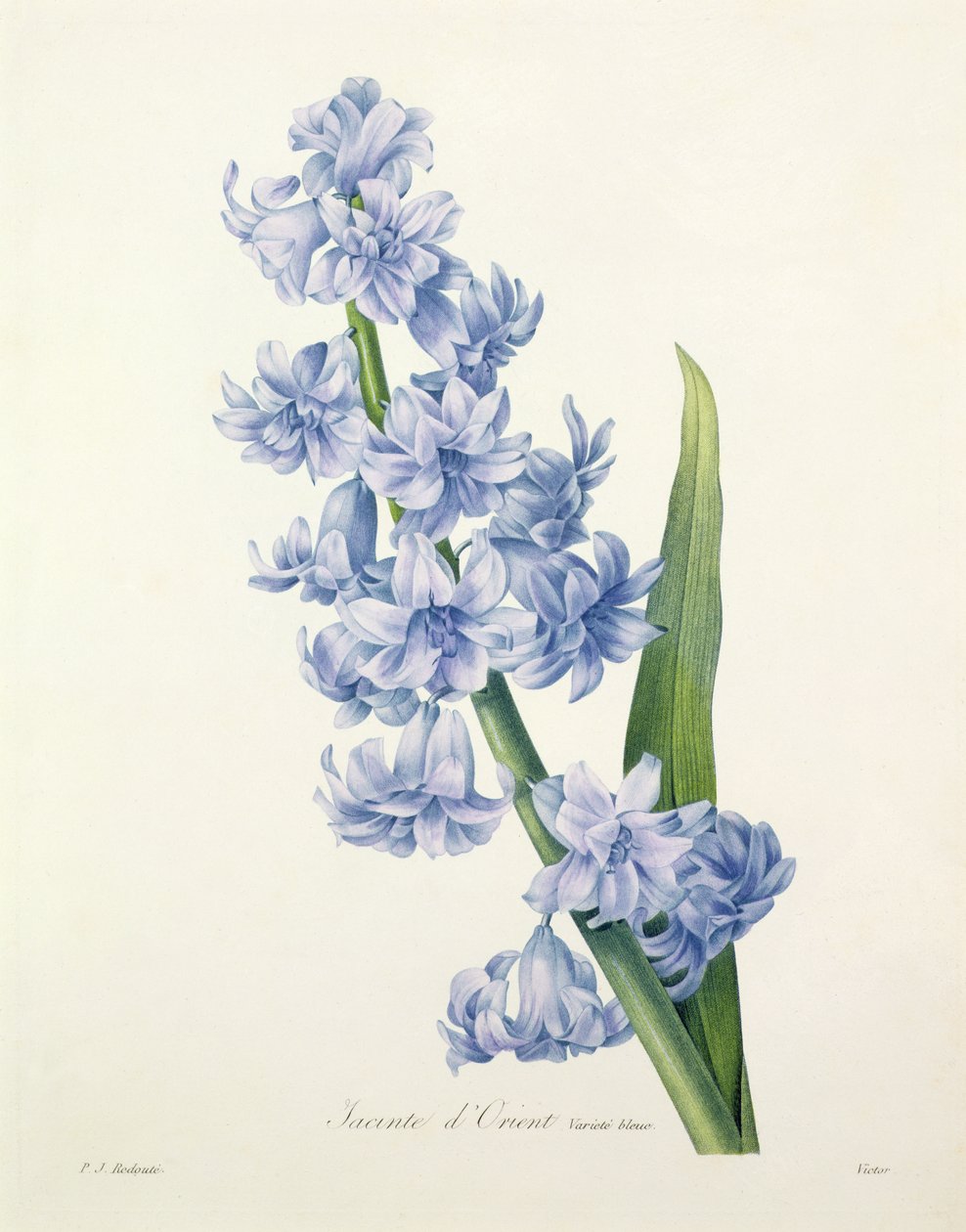 Hyacinthus orientalis (hyacint obecný), vyrytý Victorem, z „Výběr nejkrásnějších květin“, 1827 od Pierre Joseph Redouté