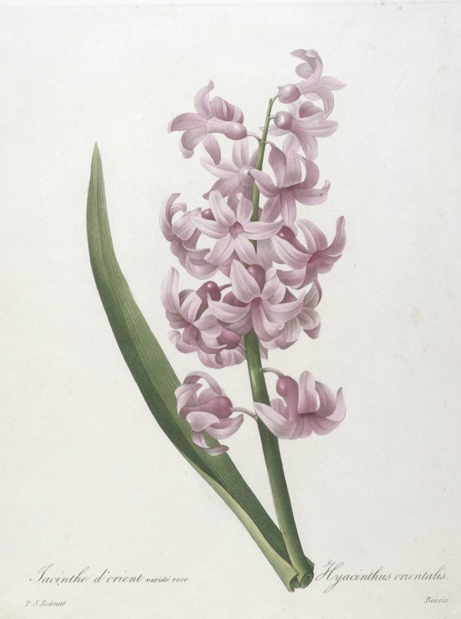 Orientální růžová odrůda hyacintu, Hyacinthus orientalis, z Choice of the Most Beautiful Flowers and Most Beautiful Fruits, 1827 (ručně kolorovaná tečkovaná rytina) od Pierre Joseph Redouté