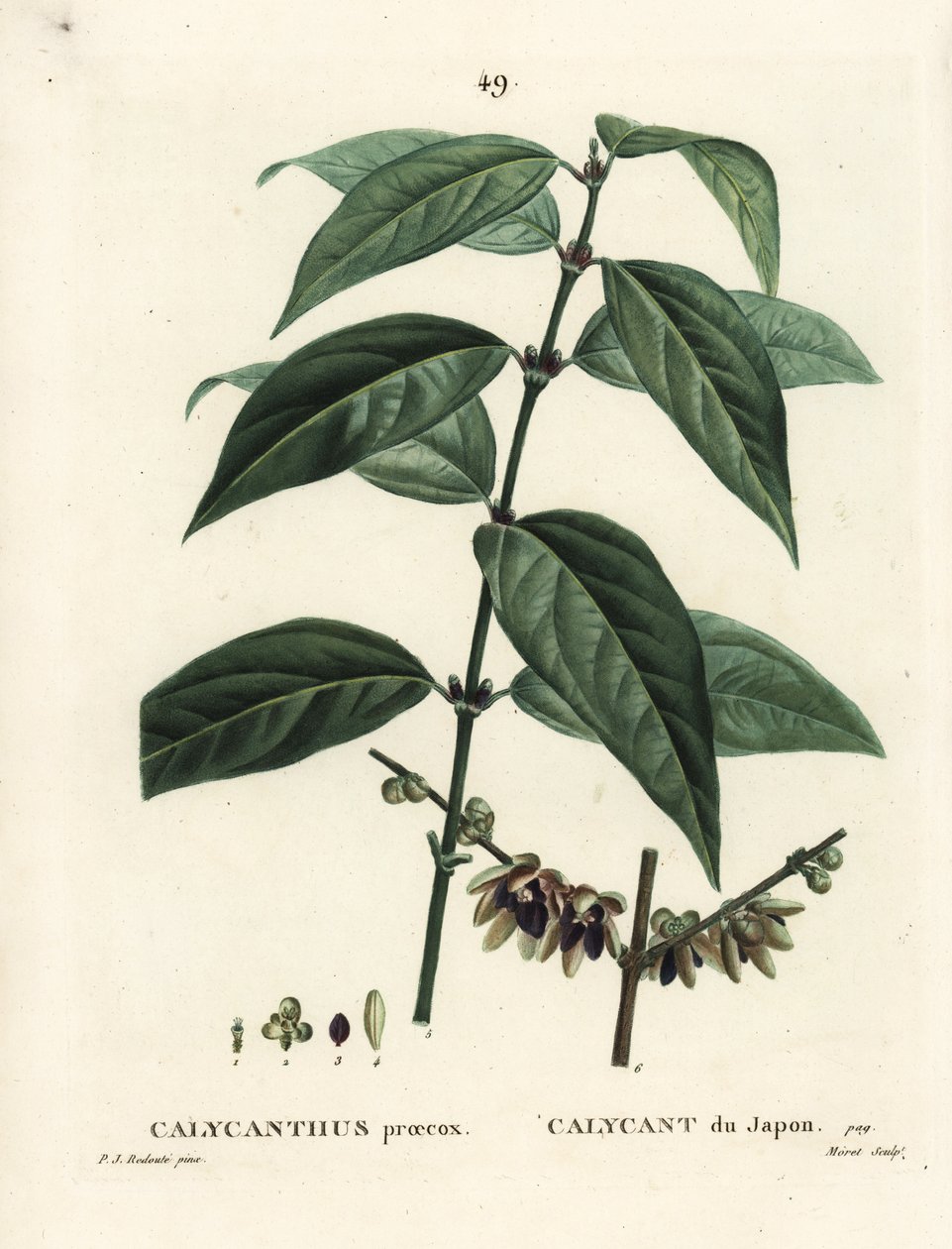 Japonské nové koření, Chimonanthus praecox (Calycanthus praecox). Ručně kolorovaná tečkovaná rytina od Moreta podle ilustrace Pierra-Josepha Redoutea z Treat des Arbres et Shrustes, Paříž Henriho Louise Duhamela du Moncel od Pierre Joseph Redouté