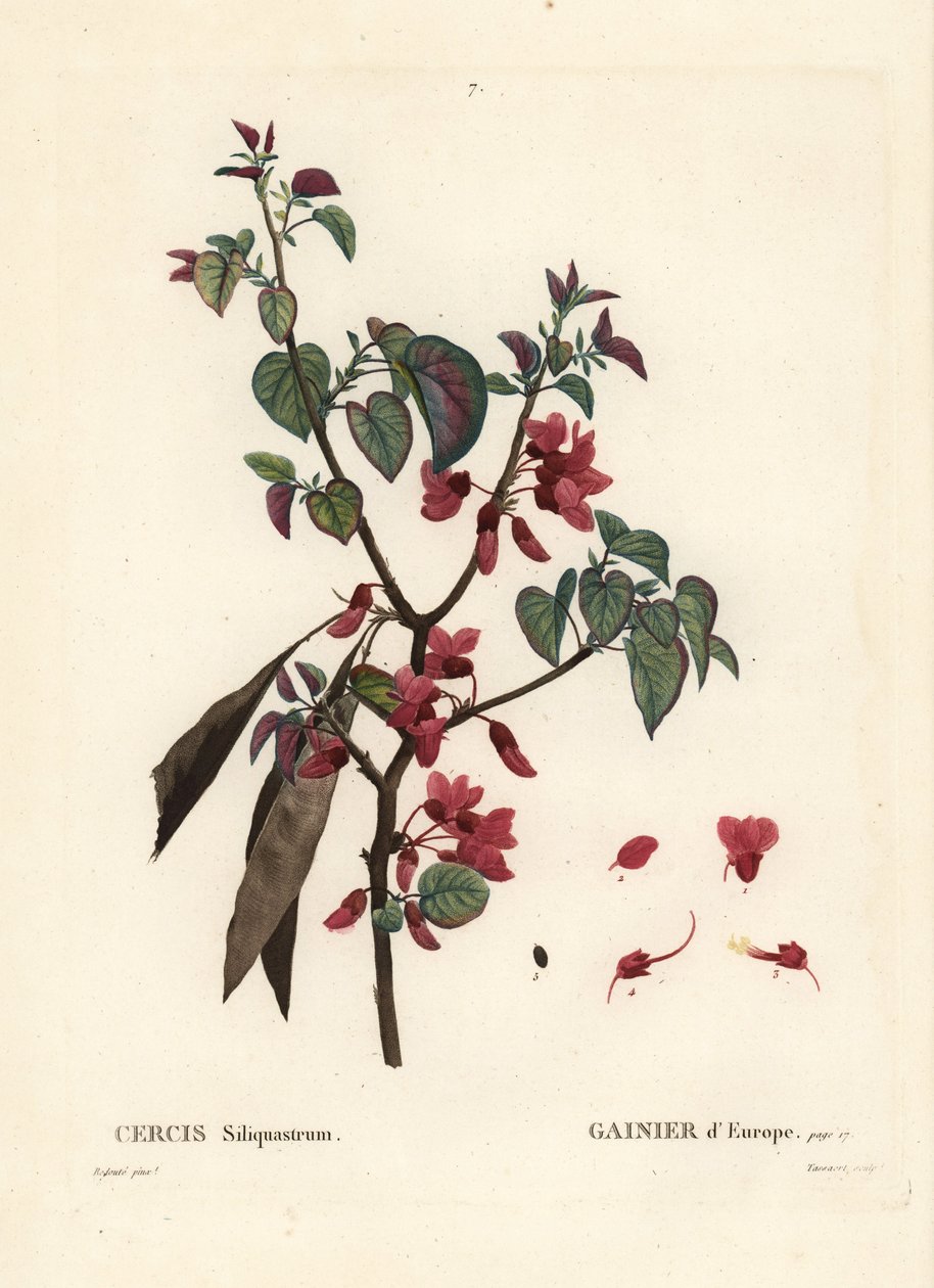 Jidášův strom, Cercis siliquastrum. Ručně kolorovaná tečkovaná rytina od Tassaerta podle ilustrace Pierre-Josepha Redoute z Treat des Trees et Shrustes, Paříž Henriho Louise Duhamela du Moncel od Pierre Joseph Redouté