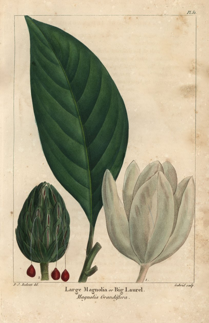 Velká magnólie, velký vavřín, Magnolia grandiflora (rytina) od Pierre Joseph Redouté