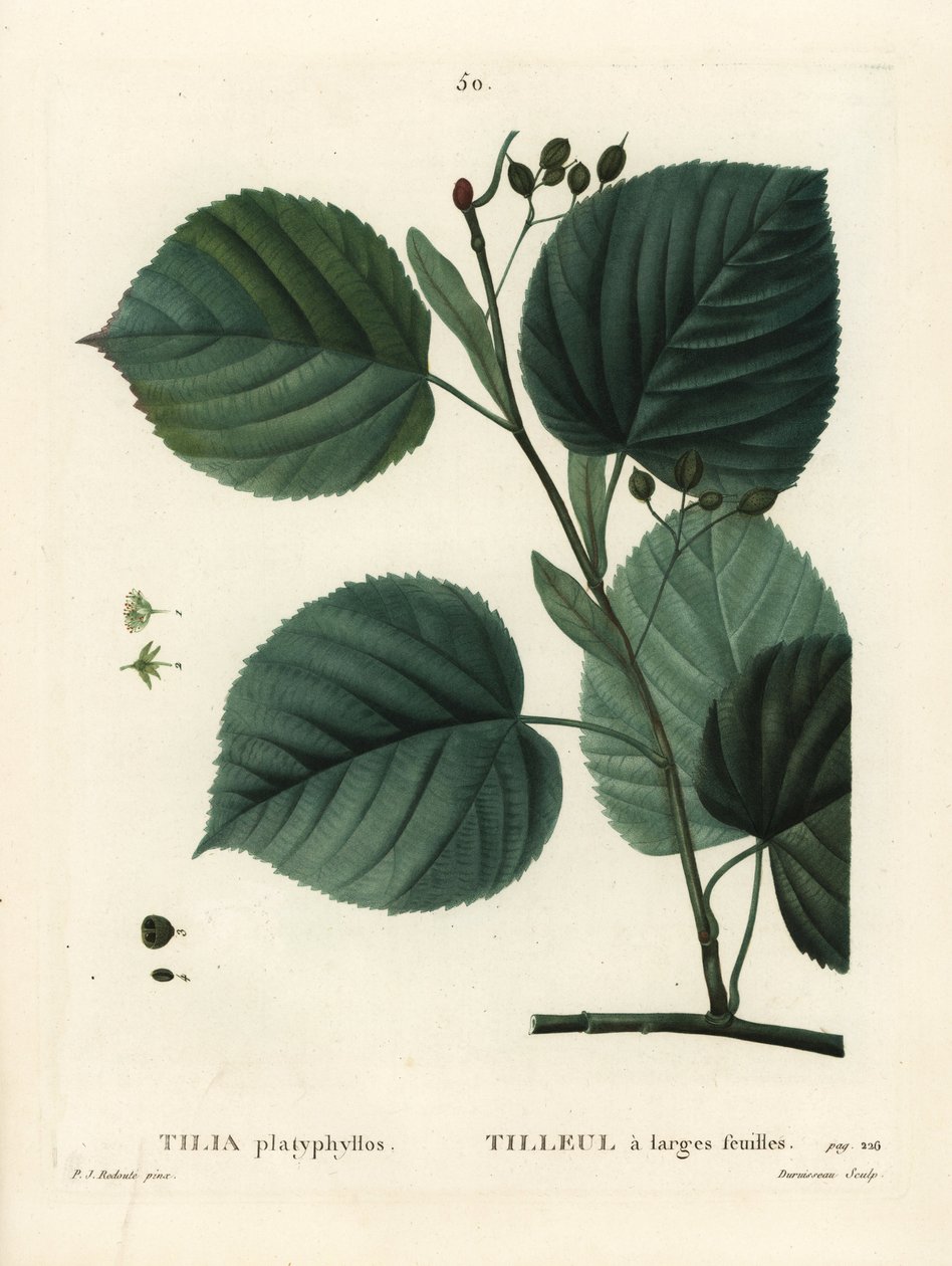Lípa velkolistá, Tilia platyphyllos. Ručně kolorovaná tečkovaná rytina od Du Ruisseaua podle ilustrace Pierre-Joseph Redoute z Treat des Arbres et Shrustes, Paříž Henriho Louise Duhamela du Moncel od Pierre Joseph Redouté