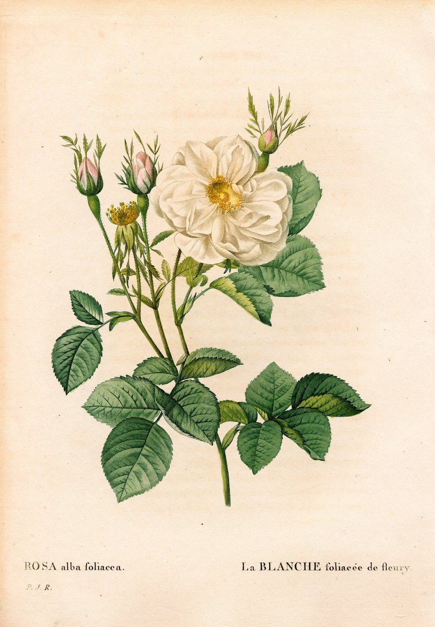 Listově bílá růže Fleury, odrůda Rosa alba, la blanc foliaceee de Fleury. Ručně kolorovaná tečkovaná mědirytina z díla Pierra Josepha Redouta „“Les Roses,” Paris od Pierre Joseph Redouté