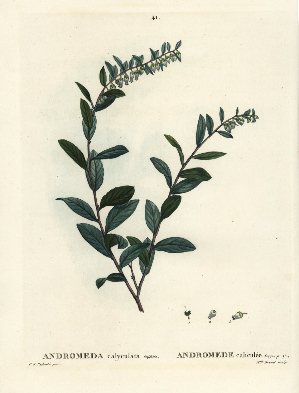 Leatherleaf, Chamaedaphne calyculata (Andromeda calyculata). Ručně kolorovaná tečkovaná rytina slečny Brenetové podle ilustrace Pierra-Josepha Redoutea z Treat des Arbres et Shrustes, Paříž Henriho Louise Duhamela du Moncel od Pierre Joseph Redouté