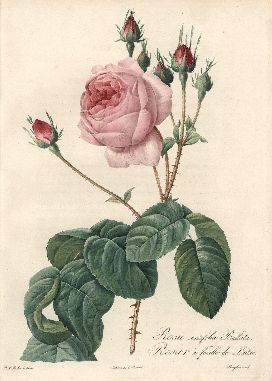 Salátová listová růže - Eau forte de Langlois, podle ilustrace Pierra Josepha Redouta (1759-1840), z Les Roses od Pierre Joseph Redouté