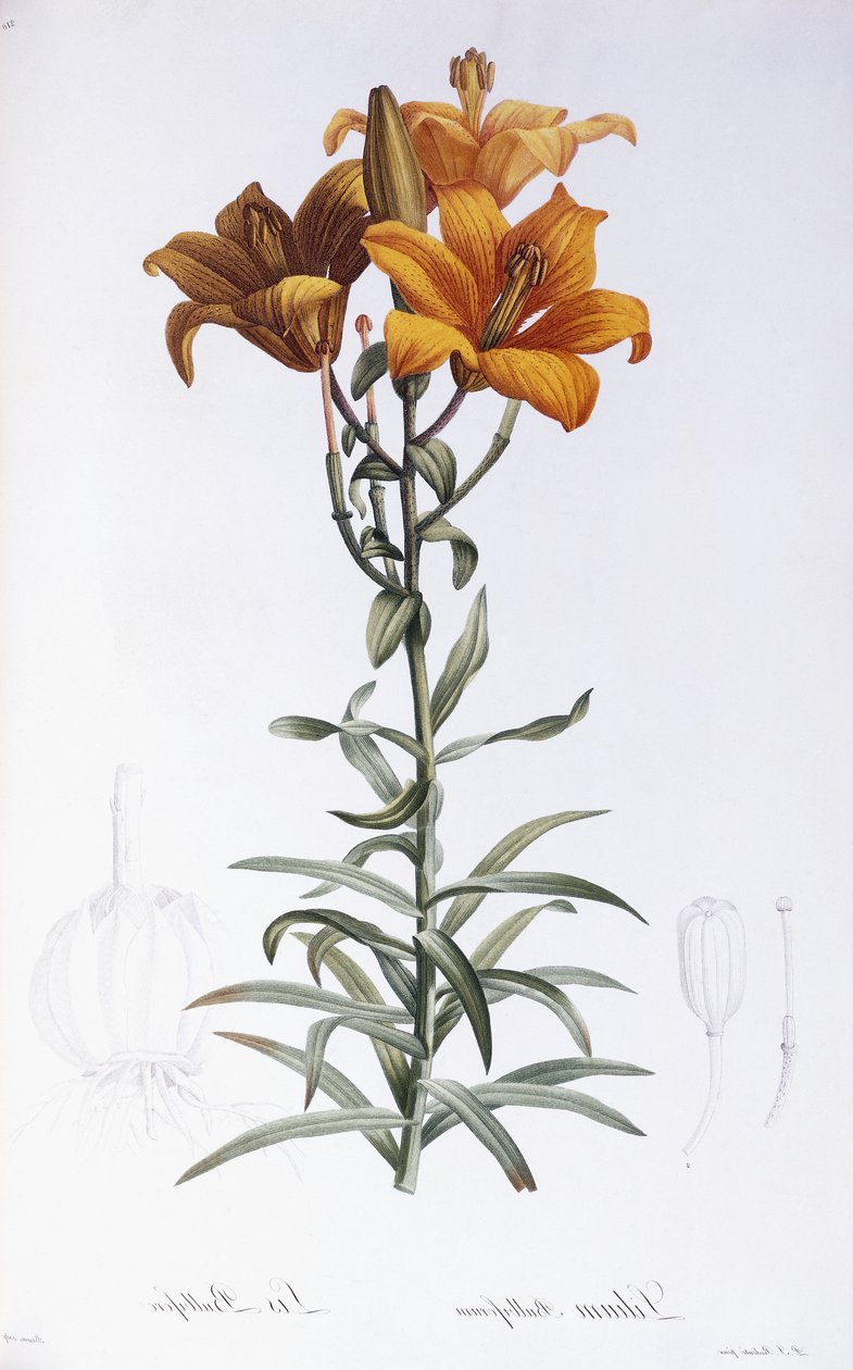 Lily Bulbiferum od Pierre Joseph Redouté