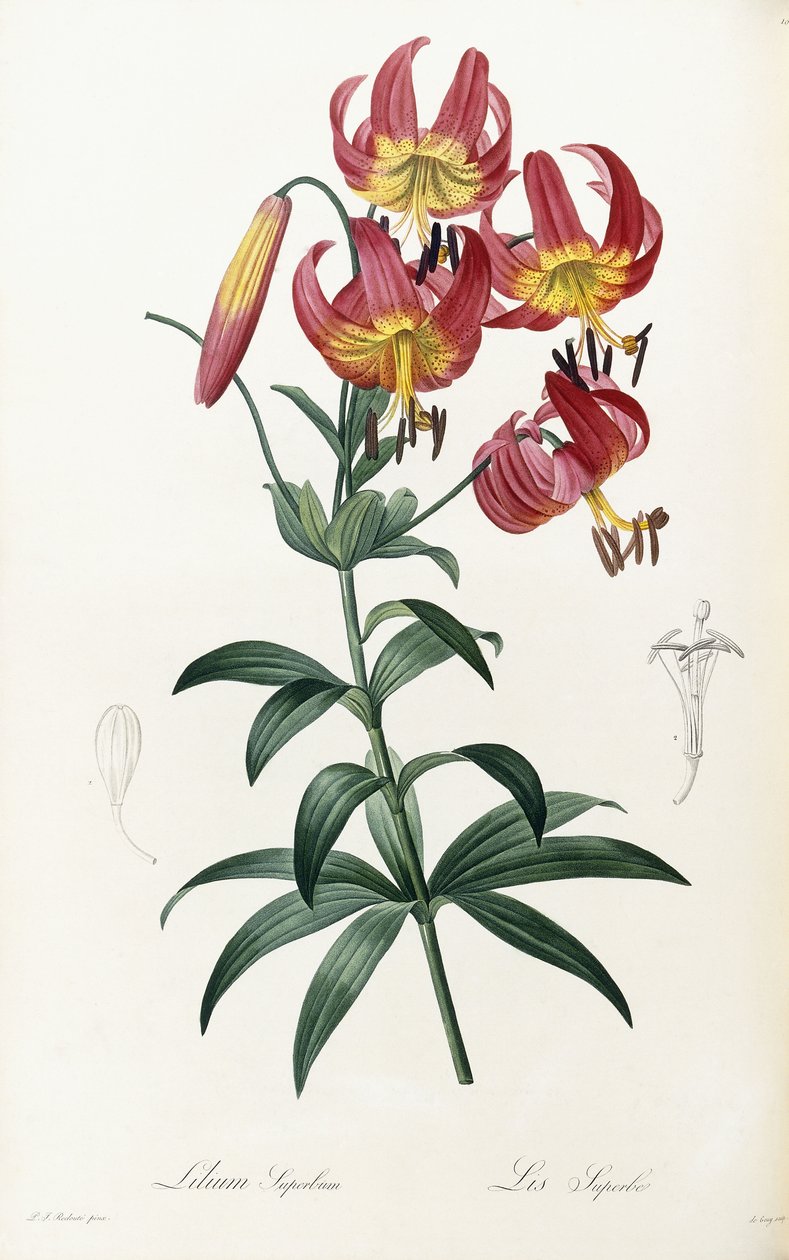 Lilium Superbus, 1805-1816 od Pierre Joseph Redouté
