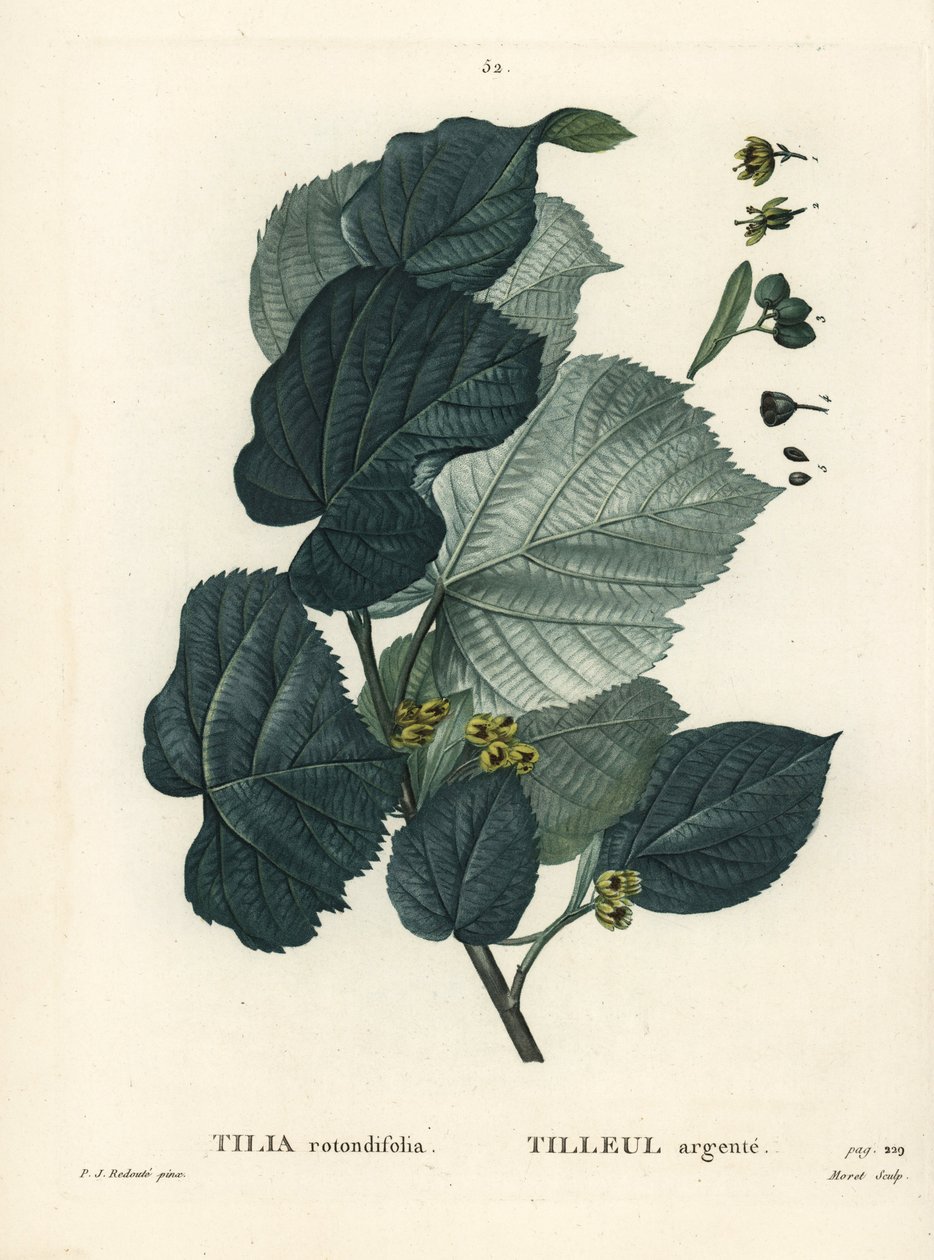 Lípa, Tilia rotundifolia. Ručně kolorovaná tečkovaná rytina od Moreta podle ilustrace Pierre-Joseph Redoute z Treat des Arbres et Shrustes, Paříž Henriho Louise Duhamela du Moncel od Pierre Joseph Redouté