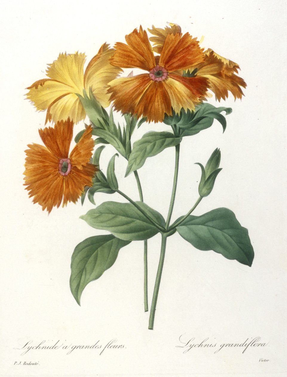 Lychnid velkokvětý, Lychnus grandiflora, z Choice Of The Most Beautiful Flowers and Most Beautiful Fruits, 1827 (ručně kolorovaná tečkovaná rytina) od Pierre Joseph Redouté