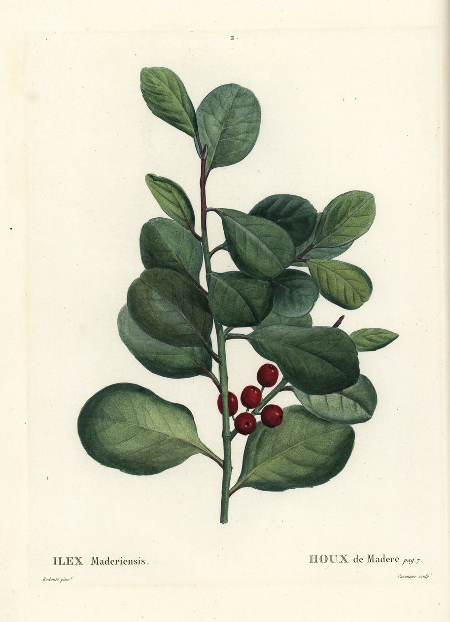 Cesmína Madeira, Ilex perado (Holly de Madere, Ilex maderiensis). Ručně kolorovaná tečkovaná rytina od Casenavea podle ilustrace Pierra-Josepha Redoute z Treat des Arbres et Shrustes, Paříž Henriho Louise Duhamela du Moncel od Pierre Joseph Redouté