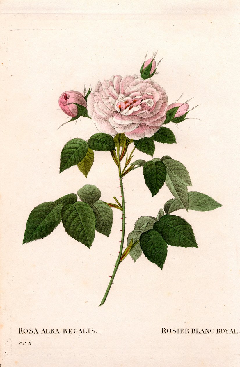 Panenská růžová tvářenka, královská bílá růže, Rosa alba var. incarnata. Ručně kolorovaná tečkovaná mědirytina z díla Pierra Josepha Redouta „“Les Roses,” Paris od Pierre Joseph Redouté