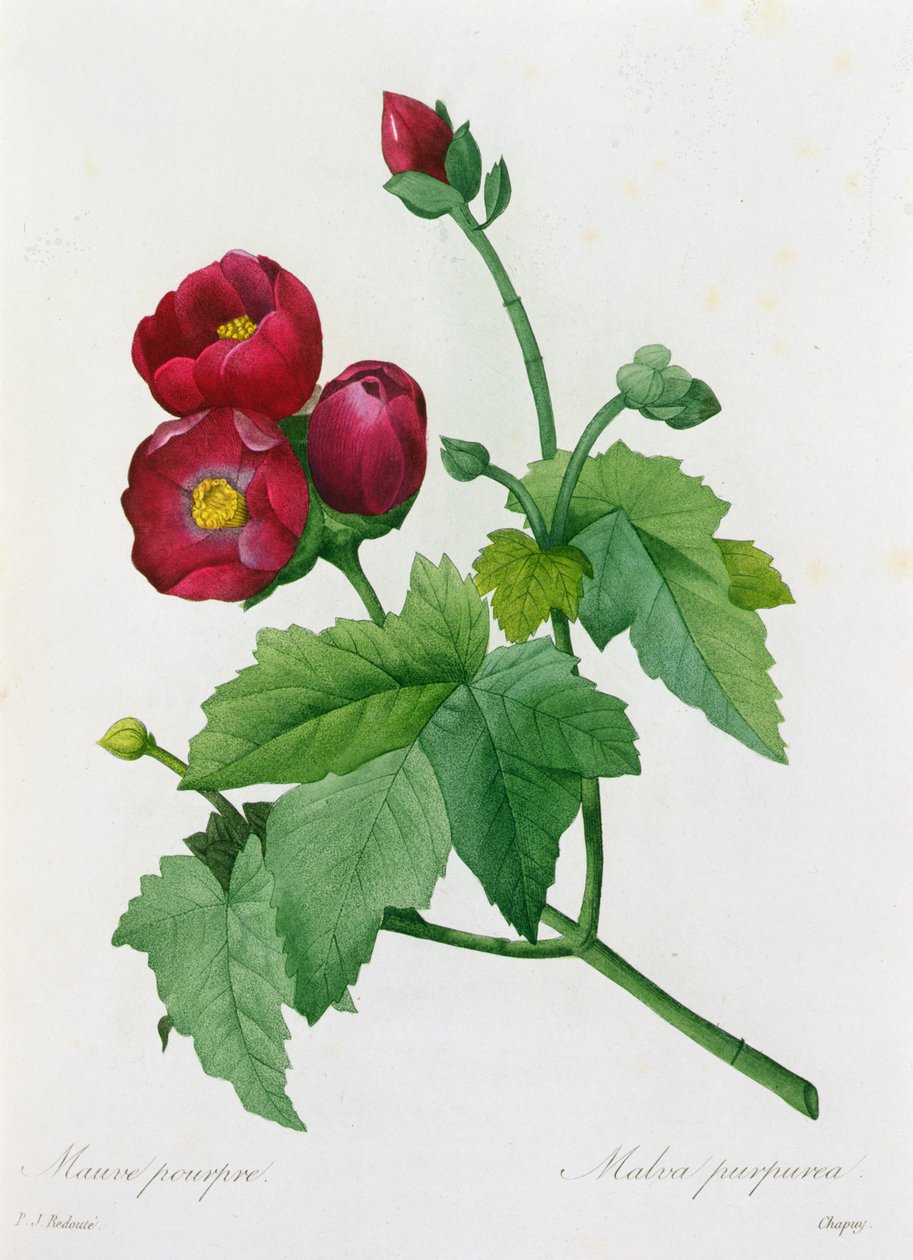 Malva Purpurea (barevné rytí) od Pierre Joseph Redouté
