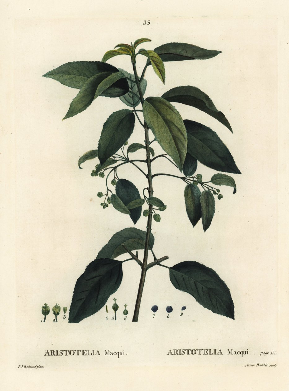 Maqui nebo chilské víno, Aristotelia chilensis (Aristotelia maqui). Ručně kolorovaná tečkovaná rytina od Aimee podle ilustrace Pierra-Josepha Redoutea z knihy Henri Louis Duhamel du Moncel