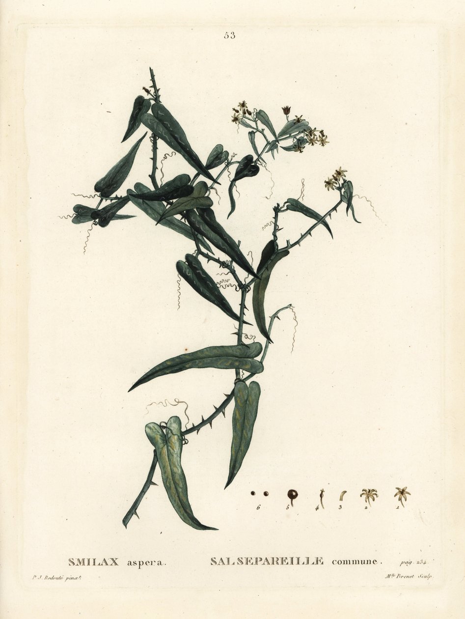 Smilax středomořský, Smilax aspera. Ručně kolorovaná tečkovaná rytina slečny Brenetové podle ilustrace Pierra-Josepha Redoutea z Treat des Arbres et Shrustes, Paříž Henriho Louise Duhamela du Moncel od Pierre Joseph Redouté