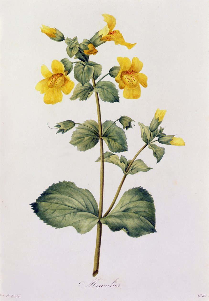 Mimulus (barevné rytí) od Pierre Joseph Redouté