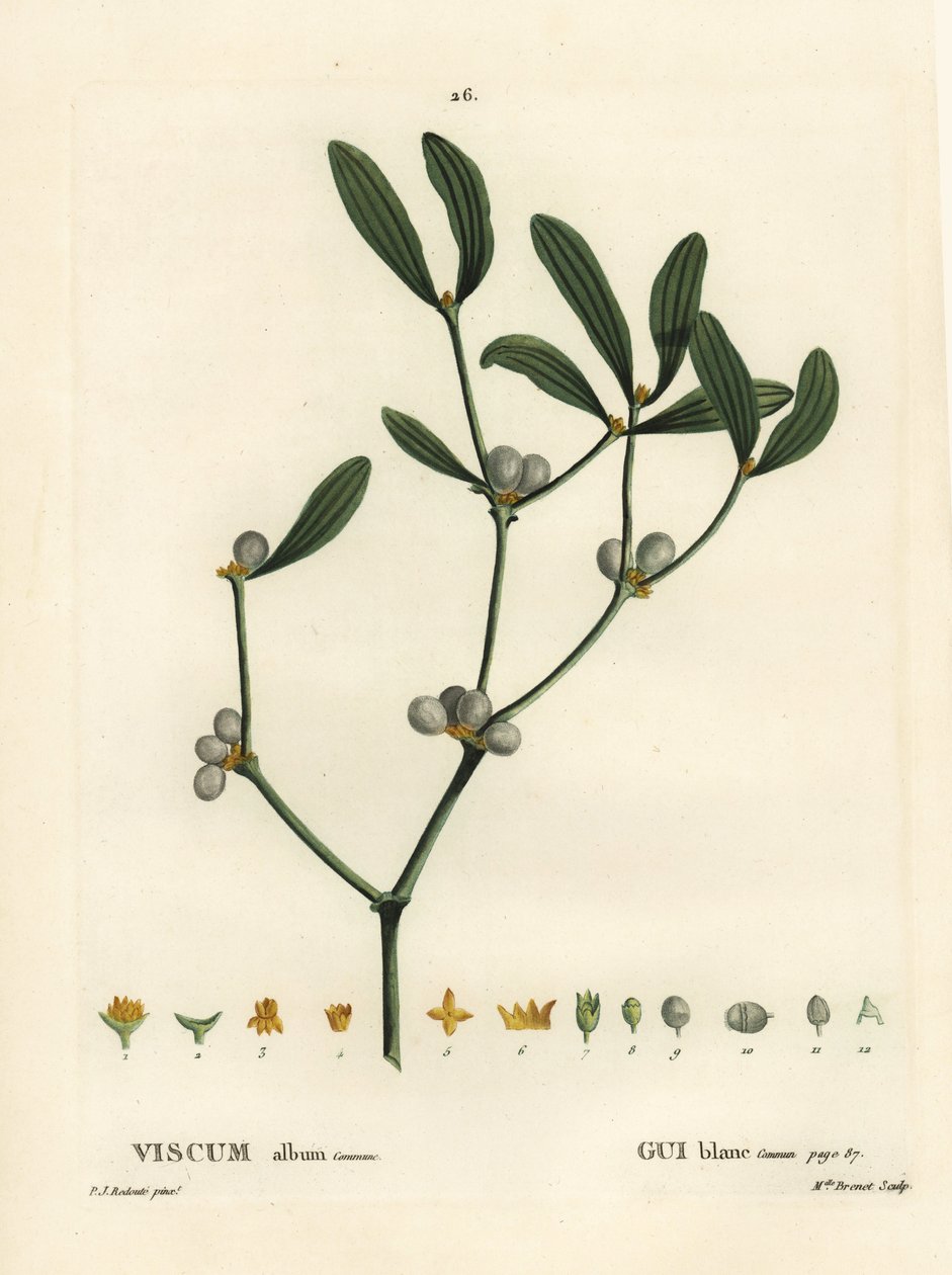 Jmelí, album Visum. Ručně kolorovaná tečkovaná rytina slečny Brenetové podle ilustrace Pierra-Josepha Redoutea z Treat des Arbres et Shrustes, Paříž Henriho Louise Duhamela du Moncel od Pierre Joseph Redouté