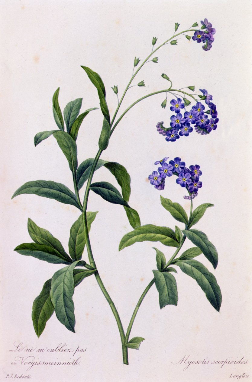 Myosotis Scorpiodes (barevná rytina) od Pierre Joseph Redouté