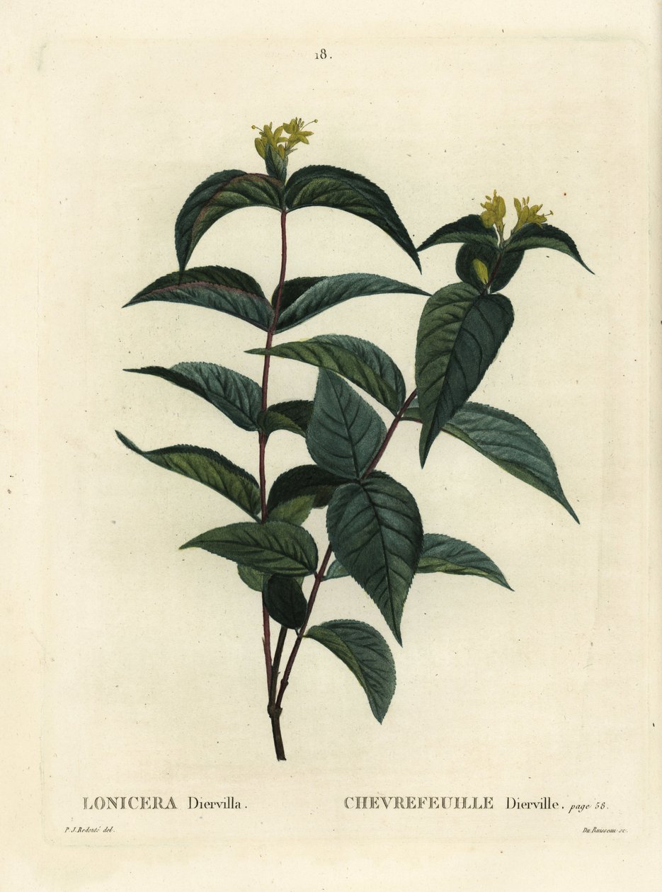Zimolez keřový severní, Diervilla lonicera (Lonicera diervilla). Ručně kolorovaná tečkovaná rytina od Du Ruisseaua podle ilustrace Pierre-Joseph Redoute z Treat des Arbres et Shrustes, Paříž Henriho Louise Duhamela du Moncel od Pierre Joseph Redouté