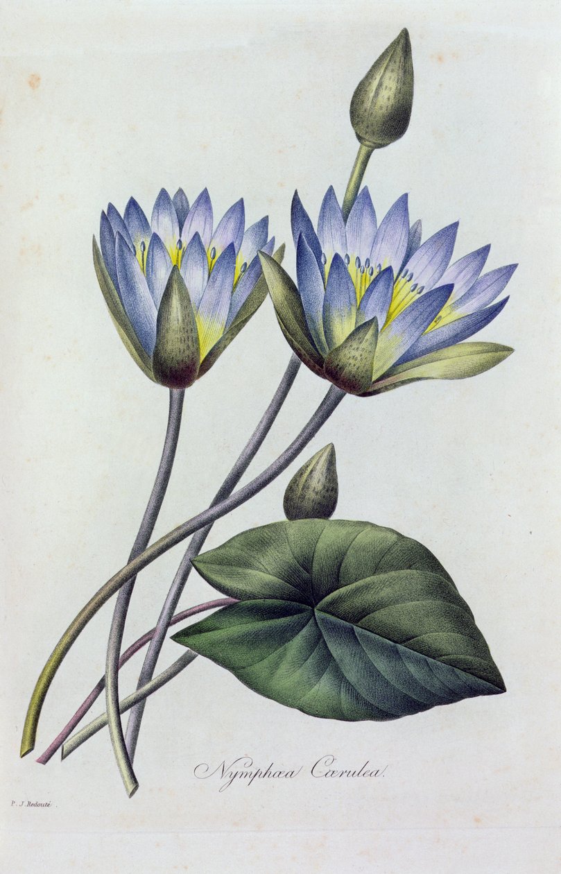 Nymphea Caerulea (barevná rytina) od Pierre Joseph Redouté
