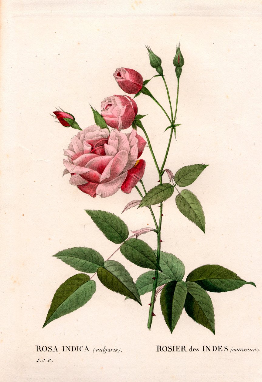 Stará růže ruměnec, Rosa chinensis, růže indická. Ručně kolorovaná tečkovaná mědirytina z díla Pierra Josepha Redouta „“Les Roses,” Paris od Pierre Joseph Redouté