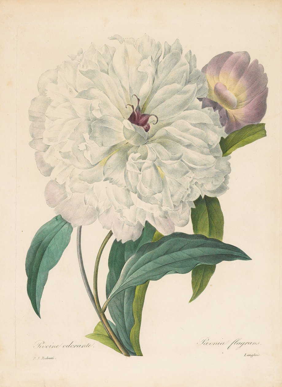 Pivoňka Paeonia flamrans, 1827. od Pierre Joseph Redouté