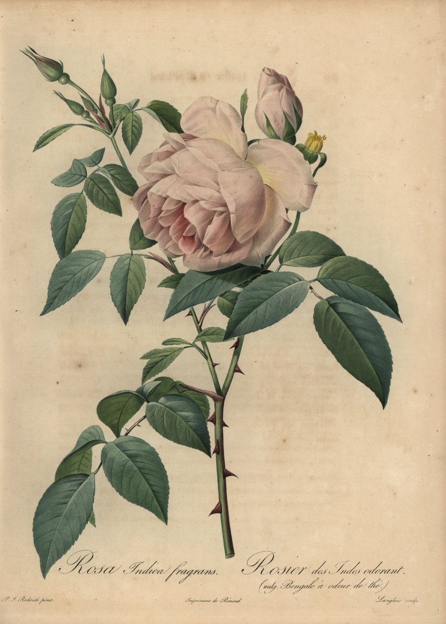 Závěsný od Pierre Joseph Redouté